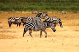 TANZANIA - Ngorongoro Crater - 16